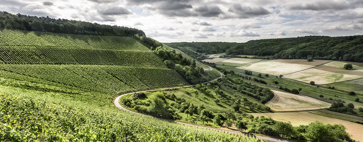 Weingut Neder: fränkisch-trockene Weine aus Ramsthal